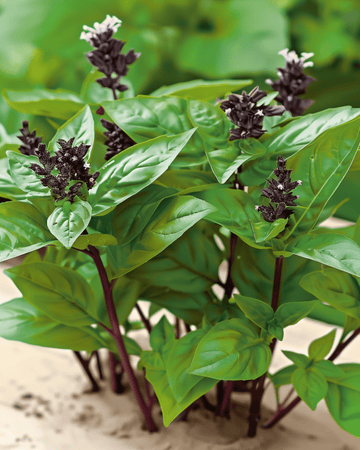 Thaibasilikan siemenet (Ocimum basilicum) – yksivuotinen yrtti