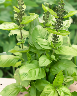 Blue Spice Basil -siemenet Ocimum basilicum yksivuotinen yrtti