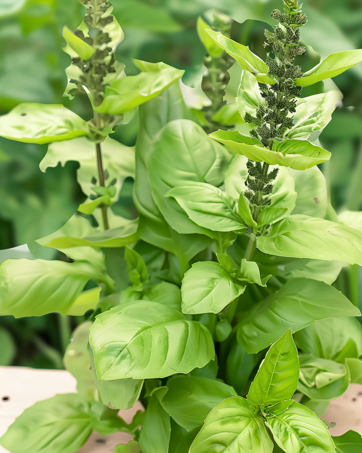 Blue Spice Basil -siemenet (Ocimum basilicum) – yksivuotinen yrtti