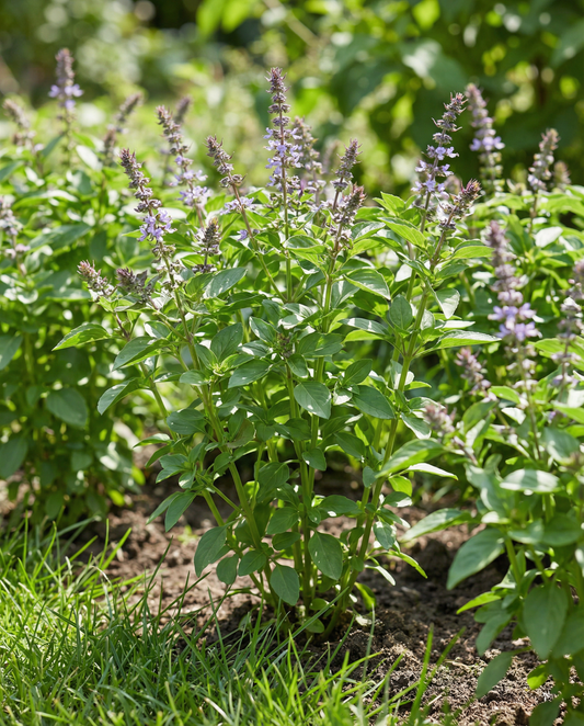 Blue Spice Basil (Ocimum basilicum) – yksivuotiset yrttikasvien siemenet SeedsChoice-verkkokaupasta