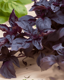 Purple Ruffles -basilikan siemenet Ocimum basilicum yksivuotinen yrtti