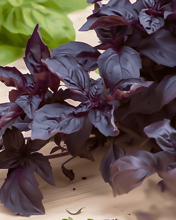 Purple Ruffles -basilikan siemenet (Ocimum basilicum) – yksivuotinen yrtti
