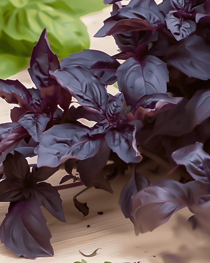 Purple Ruffles -basilikan siemenet (Ocimum basilicum) – yksivuotinen yrtti