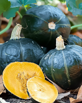 Pumpkin Sweet Mama F1 Seeds Cucurbita Maxima Annual