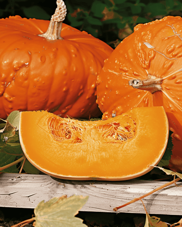 Kurpitsansiemenet Golden Hubbard (Cucurbita maxima) – yksivuotinen vihannes