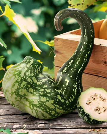 Speckled Swan Gourd Ornamental seeds (Lagenaria siceraria) – annual