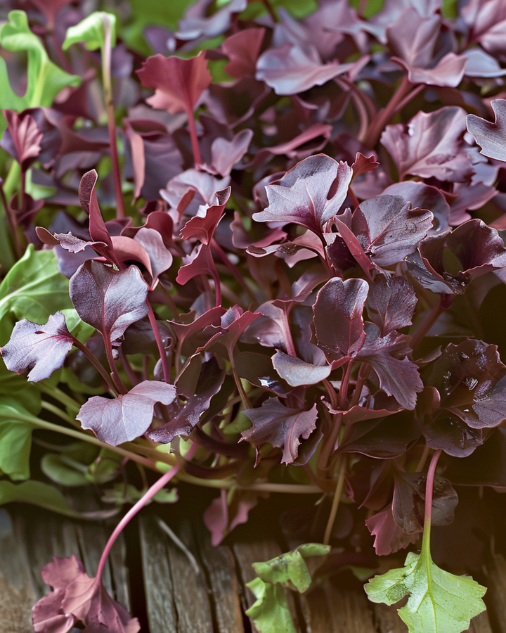 Mustard Red Frills Microgreens seeds (Brassica juncea) – annual microgreens