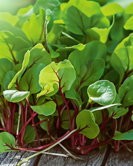 Punasuonisuolaheinän siemenet Rumex sanguineus mikrovihannainen yksivuotinen yrtti