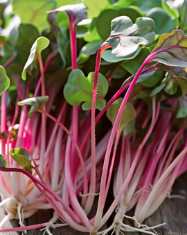 Radish Daikon Red Seeds Raphanus Sativus Microgreens Annual