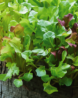 Salaattiseos Lactuca sativa – yksivuotinen microvihannes Baby Leaf Mix