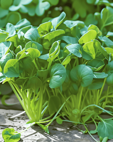 Tatsoi Microgreens seeds (Brassica rapa) – annual microgreens