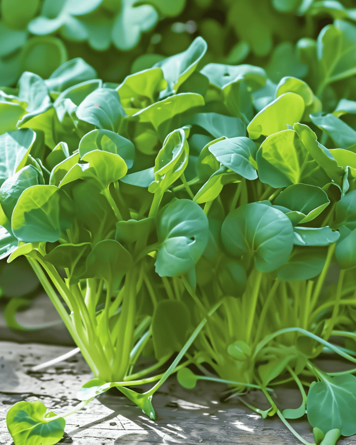 Tatsoi Microgreens seeds (Brassica rapa) – annual microgreens