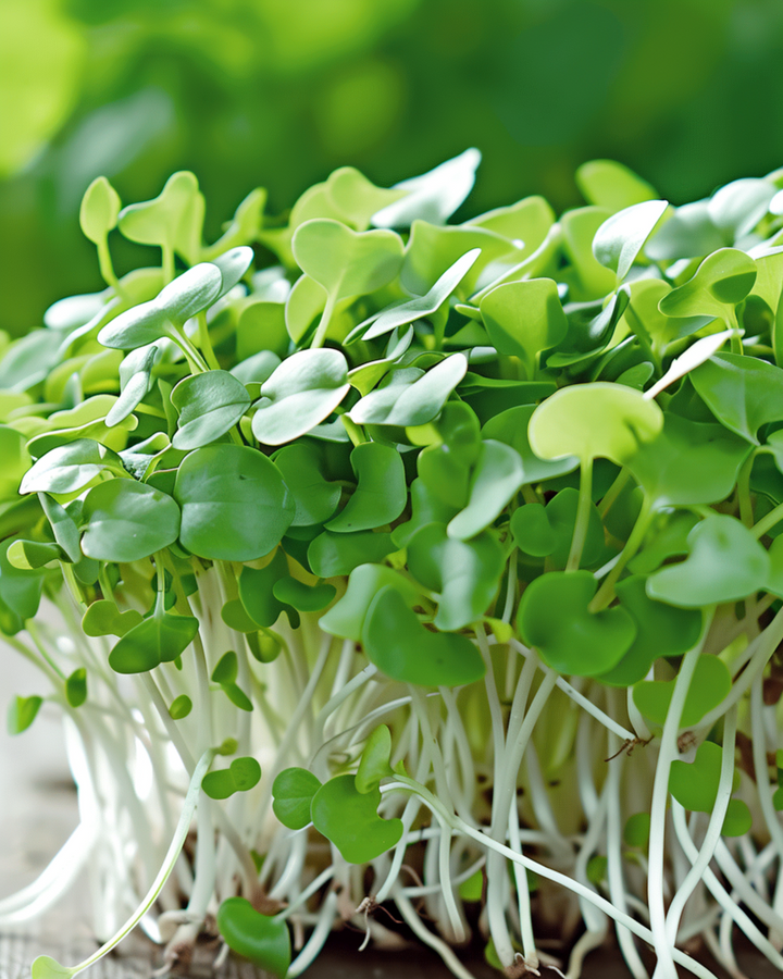 Mizuna Microgreens -siemenet (Brassica rapa) – yksivuotiset mikroversot