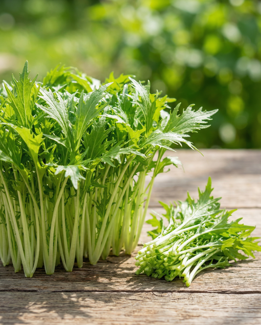 Mizuna Microgreens (Brassica rapa) – yksivuotiset mikroversot SeedsChoice-verkkokaupasta