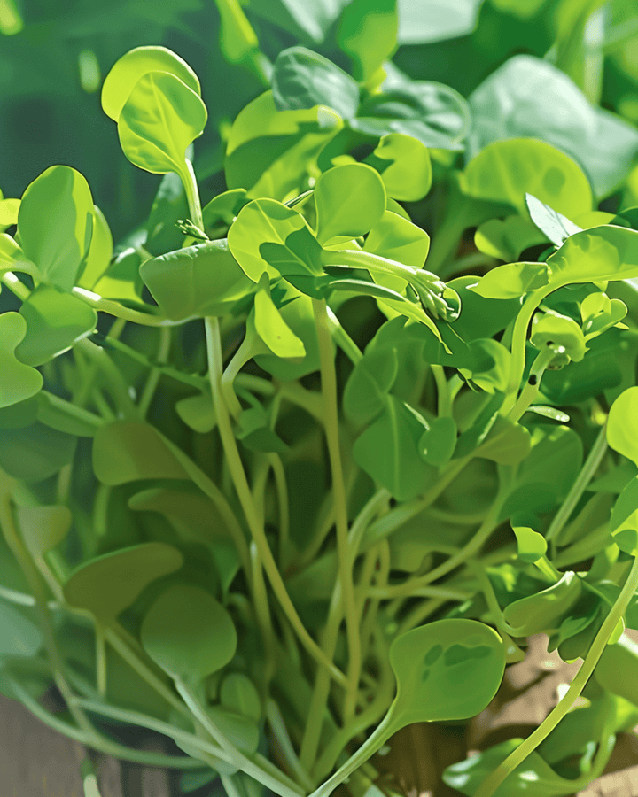 Hernanversojen siemenet (Pisum sativum) – yksivuotiset microgreens