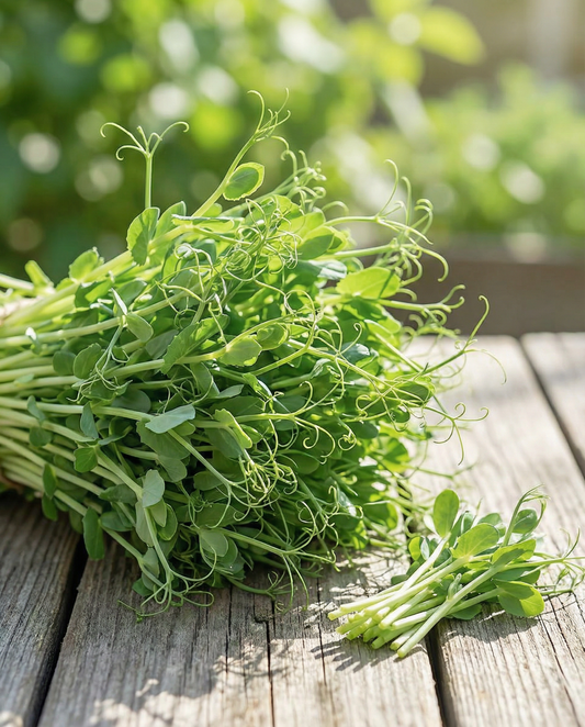 Hernanversot microgreens (Pisum sativum) – yksivuotiset microgreens-siemenet SeedsChoicelta