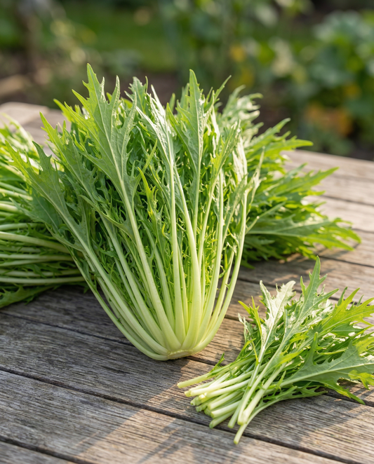 Mizuna (Brassica rapa) – vihannessiemenet SeedsChoice-verkkokaupasta