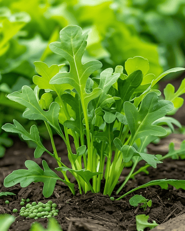 Rucola marsusiensekoituksen siemenet (Eruca sativa) – yksivuotinen vihannes