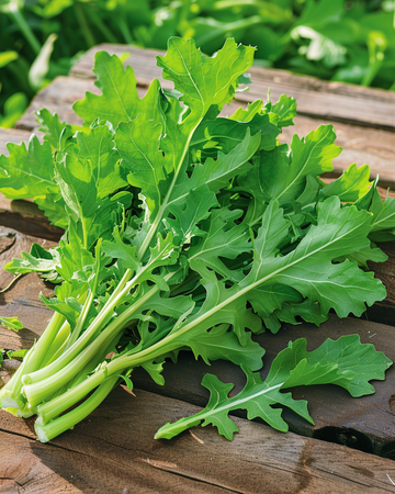 Sikurin siemenet Spadona (Cichorium intybus) – yksivuotinen vihannes