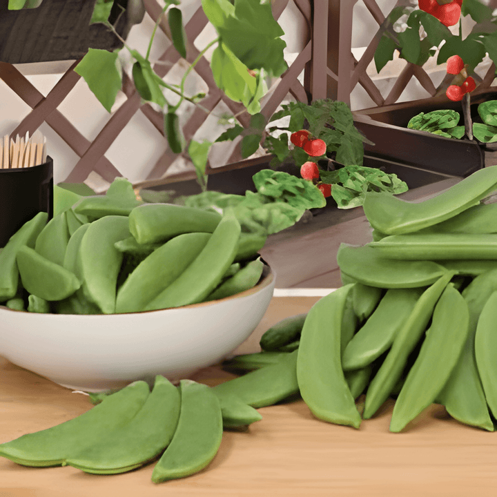 Snap Pea Delikett siemenet (Pisum sativum) – yksivuotinen vihannes