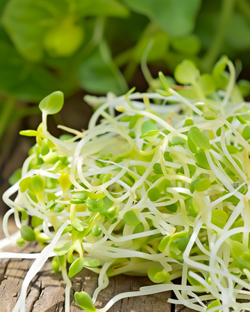 Alfalfa-idut microgreens-siemenet (Medicago sativa) – luomu yksivuotiset idätyssiemenet