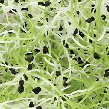 Purjon itämissiemenet (Allium porrum) – luomulaatuiset yksivuotiset itämissiemenet