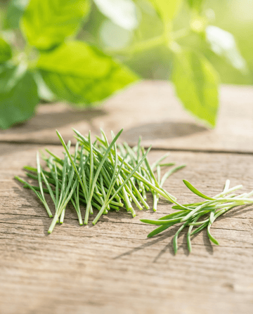 Purjon itämissiemenet (Allium porrum) – luomulaatuiset yksivuotiset itämissiemenet SeedsChoice-verkkokaupasta