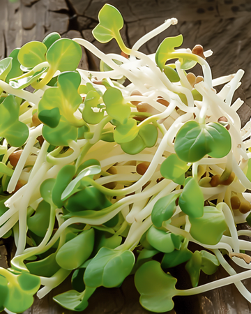 Daikon-idätyssiemenet (Raphanus sativus) – luomulaatuiset yksivuotiset idätyssiemenet