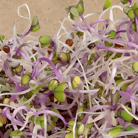 Kyssäkaalin itämissiemenet luomu Brassica oleracea yksivuotinen Purple-lajike
