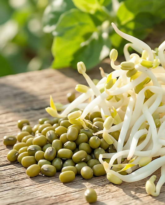 Itävä mungopapu (Vigna radiata) – luomulaatuiset yksivuotiset itursiemenet SeedsChoice-kaupasta