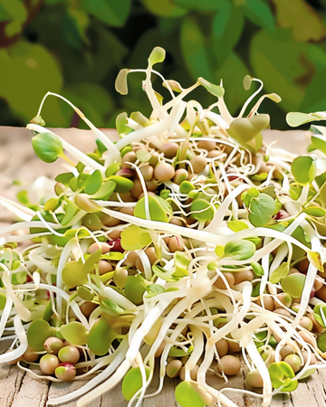 Salaattisekoituksen idukkusiemenet (Lactuca sativa) – luomu vuosittaiset idukkusiemenet