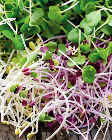 Spicy Sprouting Mix -siemenet (Lactuca sativa) – luomusiemenet idättämiseen