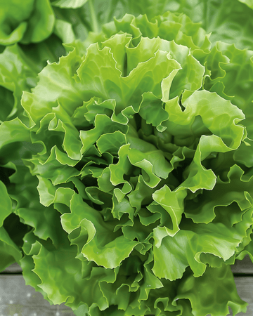 Endive Batavian Green 2 -siemenet (Cichorium endivia) – yksivuotinen vihannes