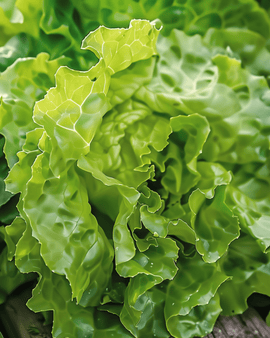 Lettuce Seeds Neckarreuzen Summer Diamond Lactuca Sativa Annual Pelleted