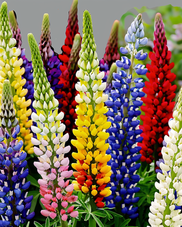 Lupin Multicolor 120 cm -siemenet (Lupinus hartwegii) – monivuotinen sekoite