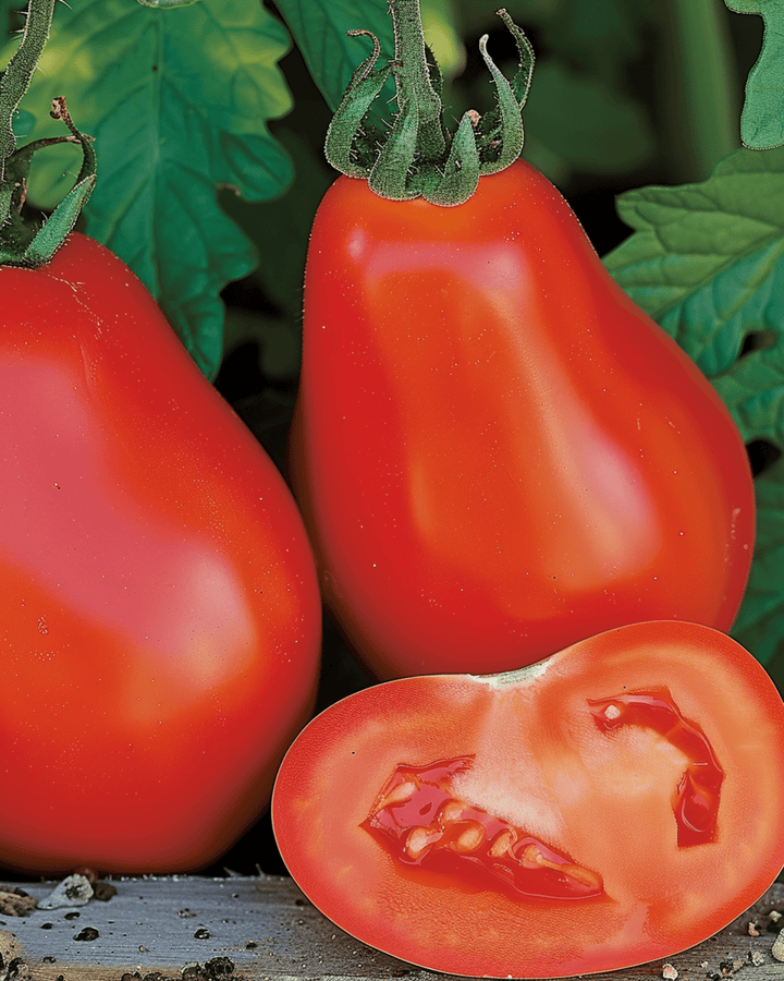 Tomato Scatolone Roma Type seeds (Solanum lycopersicum) – vegetable