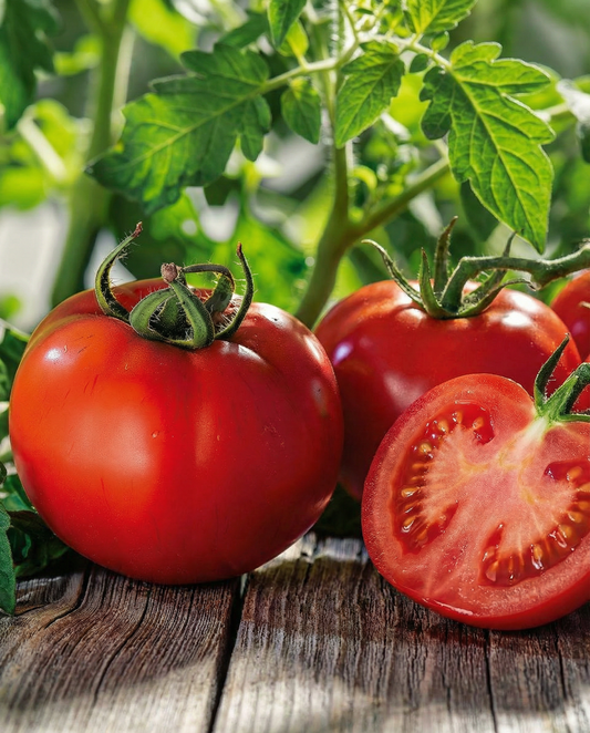 Tomato Marglobe (Solanum lycopersicum) – vegetable seeds from SeedsChoice