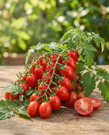 Punainen kirsikkatomaatti ruukkuihin (Solanum lycopersicum) – vihannessiemenet SeedsChoicelta