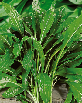 Buck's Horn -siemenet Plantago coronopus yrtti