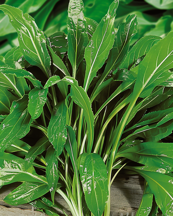 Buck's Horn -siemenet (Plantago coronopus) – yrtti