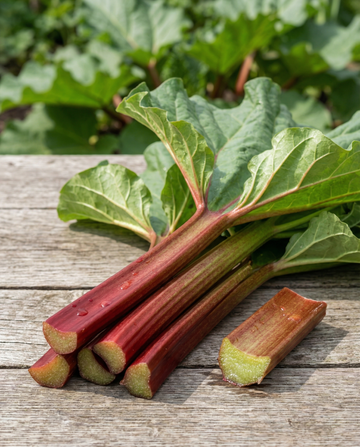 Raparperi (Rheum rhabarbarum) – monivuotiset vihannessiemenet | SeedsChoice