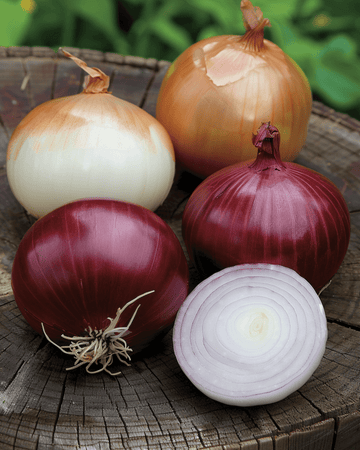 Onion Mix Tris Di Cipolle seeds (Allium cepa) – biennial vegetable
