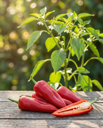 Sweet Italian Pepper Early (Capsicum annuum) – vihannessiemenet SeedsChoicelta