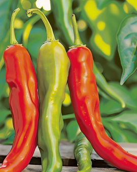 Pepper Dolce Di Bergamo Seeds Capsicum Annuum Annual