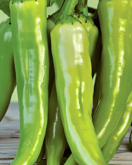 Pepper Lombardo Seeds Capsicum Annuum Vegetable Variety