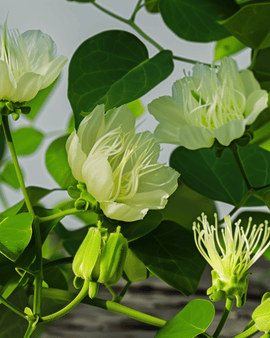 Kaprissiemenet Capparis Spinosa monivuotinen yrtti