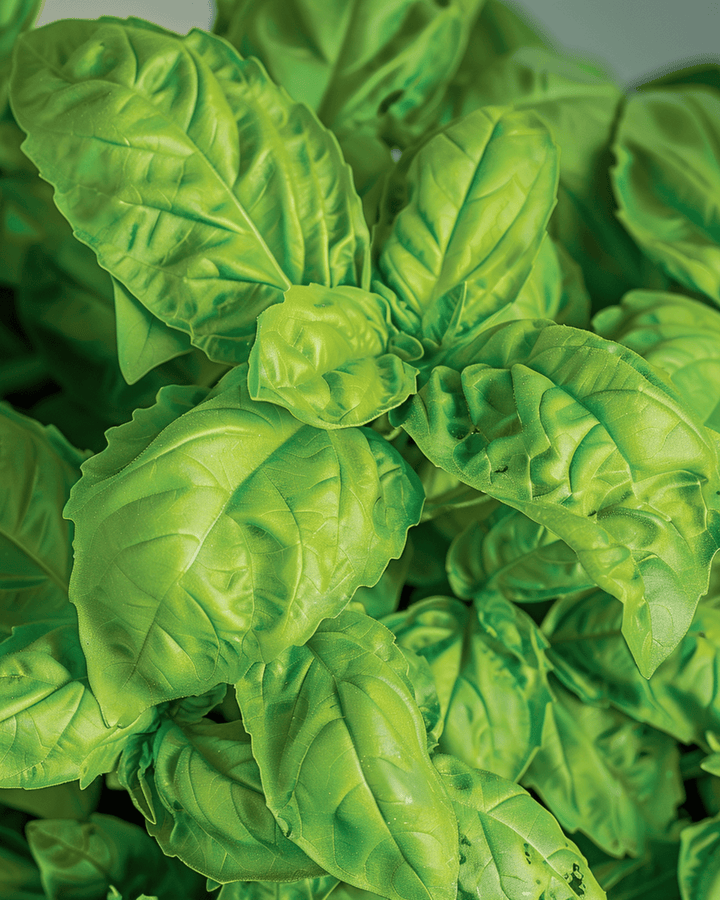 Basil A Foglie Di Lattuga -siemenet (Ocimum basilicum) – yksivuotinen yrtti