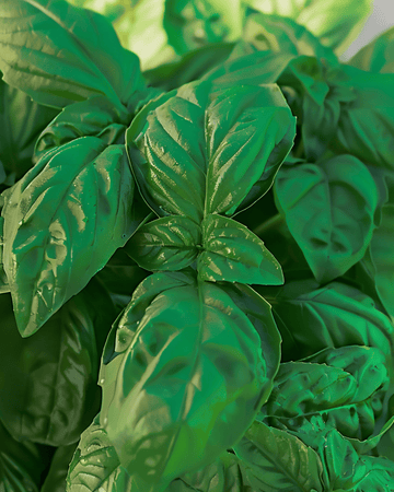 Basil Bolloso Napoletano -siemenet (Ocimum basilicum) – yksivuotinen yrtti