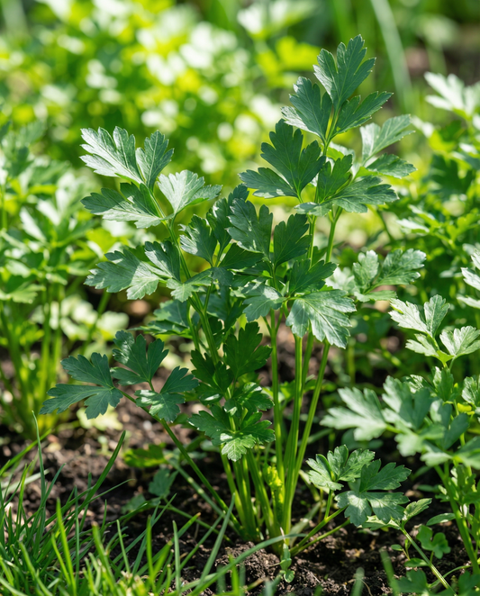 Persilja Giant Of Naples (Petroselinum crispum) – kaksivuotiset yrtinsiiemenet SeedsChoicelta