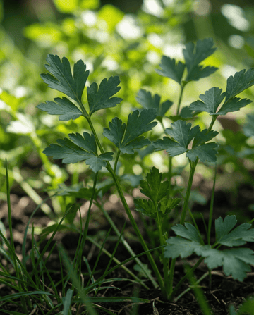 Parsley (Petroselinum crispum) – biennial herb seeds from SeedsChoice